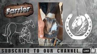 Satisfying Full Horse  2024  Farrier Horse [upl. by Sellers]