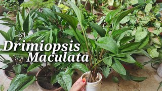 Discover The Hidden Beauty Of Drimiopsis Maculata  How To Grow And Care For This Rare Beauty [upl. by Ahsinauq]