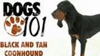 Black and Tan Coonhound  Dogs 101 [upl. by Zins644]