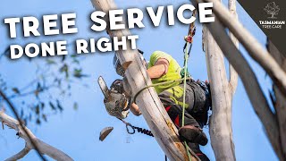 TREE SERVICE DONE RIGHT [upl. by Derwin]