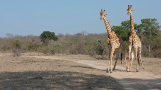 Giraffe Showdown The Art of Necking 🦒 [upl. by Milson283]