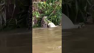 jacaré amostradim onça cuidou na passagem no rio Pantanal matogrossense [upl. by Gwenni]