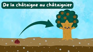 De la châtaigne au châtaignier  Documentaire pour enfants  Sciences ludiques  Fiches GRATUITES 🍃 [upl. by Staford]