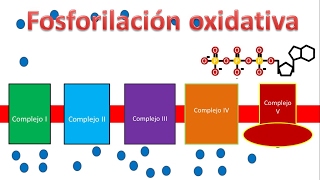 Respiración celular  Cadena de transporte de electrones y fosforilación oxidativa [upl. by Nwad]