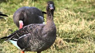 WWT Slimbridge Tundra bean goose with Russian whitefronted geese [upl. by Coraline]