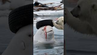 The story of rescuing Beluga whales in the Arctic [upl. by Marla327]