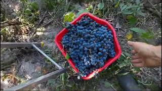 making grape jam in my garden In the village [upl. by Virgel257]