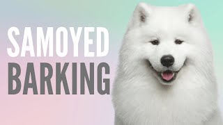 Samoyed Barking Mix With Dog Growling And Puppy Barking Sounds [upl. by Jablon659]