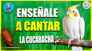 🟡 ENSEÑALE A CANTAR LA CUCARACHA A TU CACATUA ninfa COLAPSITA EN 1 HORA [upl. by Ecinad856]