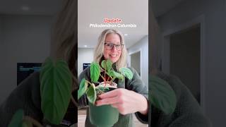 UPDATE on my Philodendron Columbia import from Ecuagenera 1 plant made 3 plants plants shorts [upl. by Bathsheb487]