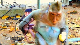 The mother was taking careless ever so now she is starting look after her tiny baby monkey well [upl. by Kciredec]