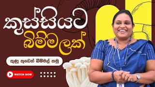 කුණු කූඩෙන් බිම්මල් කමු  කුස්සියට බිම්මලක්  Learn how to grow your own mushrooms in your home [upl. by Walsh]