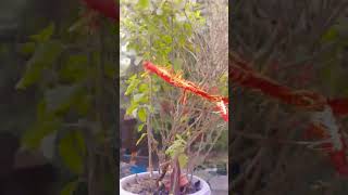 Kartik maas me tulsi ki pooja ati faldaye hoti hai [upl. by Rihat]