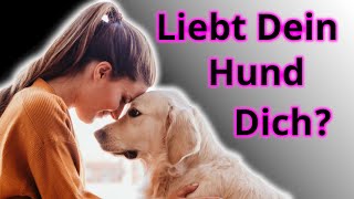 Liebt Dich Dein Hund tatsächlich Darauf musst Du aufpassen [upl. by Aurthur399]