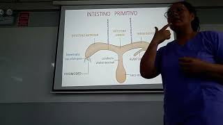 Embriologia del sistema sistema digestivo [upl. by Doloritas]