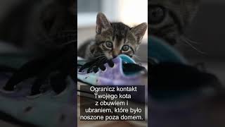 Ptasia grypa atakuje koty❗ Jak chronić swojego kota przed zakażeniem❓🐈🧪 [upl. by Notirb746]