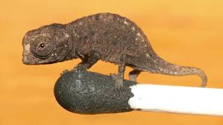 Incrdible Brookesia Micra Facts  What eats the Brookesia Micra What does the Brookesia Micra eat [upl. by Annavaj]