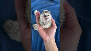 ABCEFG animalphotos shorts song cute short cuteanimals [upl. by Casper]