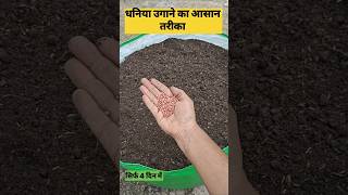 4 दिन में धनिया कैसे उगाये👍How to grow coriander seeds shortsfarmingagricultureyoutubeshorts [upl. by Radburn]