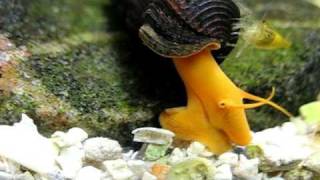 Orange Elephant snail Tylomelania sp Yellow and its Proboscis [upl. by Hgalehs]