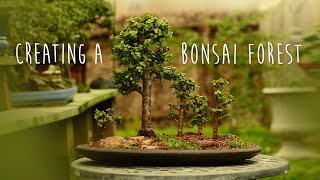 Creating a Portulacaria afra Forest Bonsai  Little Jade Bonsai [upl. by Zebada]