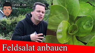 Feldsalat anbauen Tipps im Herbst Winter und Frühling [upl. by Boniface965]