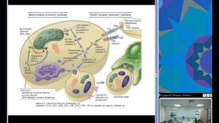 Immunologic Tolerance Ciaccio [upl. by Winny246]