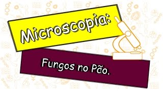 Microscopia Fungos no pão [upl. by Sheley101]