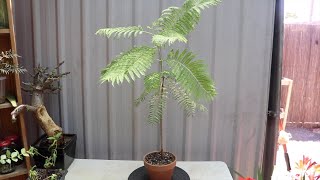 Jacaranda prebonsai repot and prune [upl. by Ailb]