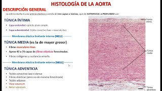 Histología de la Aorta [upl. by Aramoiz555]