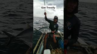 Giant Trevally catch Handline Fishing method October 22 2024 [upl. by Bonaparte]