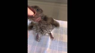 Baby Figbird eats finger [upl. by Anavahs580]