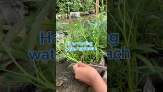 Harvesting water spinach shorts garden GardenUp [upl. by Iphagenia]