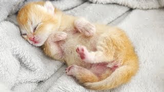 Newborn kitten trembles in a dream near mom cat [upl. by Kobi240]