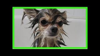 Le Shampoing Fait Maison que Votre Chien va ADORER [upl. by Ailene]