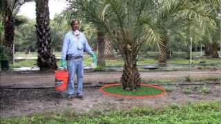 Fertilization of Palms in the Landscape [upl. by Sabsay]