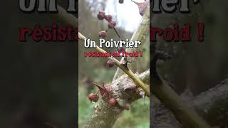 Cultiver un poivrier au jardin  permaculture [upl. by Atiuqahs]