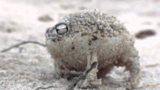 Namaqua Little Rain Frog Breviceps namaquensis [upl. by Zanahs]