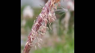 A BEE IS COLLECTING NECTAR amp POLLEN of GRASS insects insecthabitat bee nectar pollen honey [upl. by Melise]