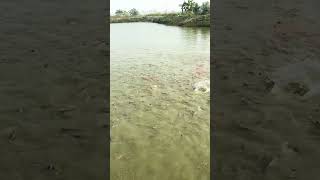 fishingvideo villagefish seafood fishing fish bigfish fishseafood streetfood fishcuting [upl. by Landing]