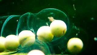 Breeding Axolotls  What do newly laid eggs look like Close up ⁴ᵏ ᵁˡᵗʳᵃ ᴴᴰ [upl. by Brendin]