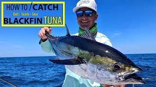 How to Catch blackfin Tuna  Best Bait To Use  Fishing for blackfin Tuna Anna Maria Isalnd Florida [upl. by Bessie]