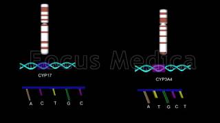 Genetic polymorphism and pathogenesis  Animated Atlas of BPH and OAB [upl. by Finnigan775]