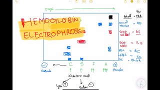 Haemoglobin electrophoresis haematology 28 First Aid USMLE Step 1 in UrduHindi [upl. by Ezeerb]