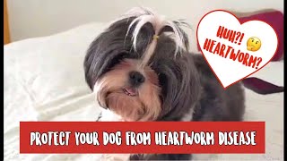 PROTECT YOUR DOG FROM HEARTWORM DISEASE  HEARTWORM IN DOGS  HEARTWORM PREVENTION TIPS [upl. by Finegan]