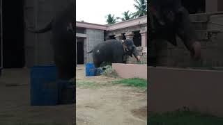 srirangam andal elephant 🐘 [upl. by Gawen]