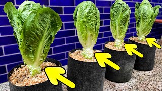 Growing Romaine Lettuce from Seed to Harvest  Step by Step [upl. by Siroval]