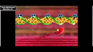 Muscle Physiology Troponin Tropomyosin and Myosin CrossBridge Cycle [upl. by Eeltrebor]