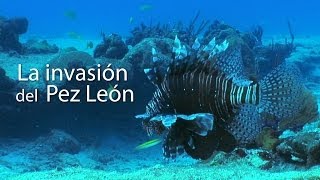 La invasión del Pez León [upl. by Mcripley679]