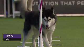 Dogs husky vs border collie agility [upl. by Charley]